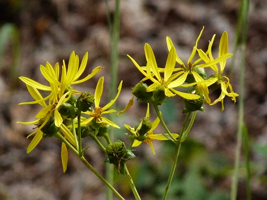 {Silphium trifoliatum}